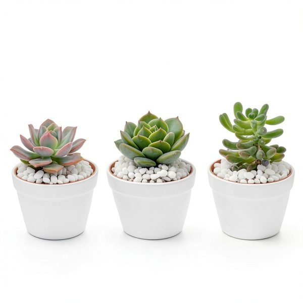 Sukh White Pebbles Natural Decorative Stones Indoor Plants-5