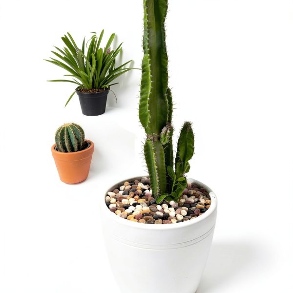 GASPRO Polished Pebbles Landscaping Rocks Plant Decor-1