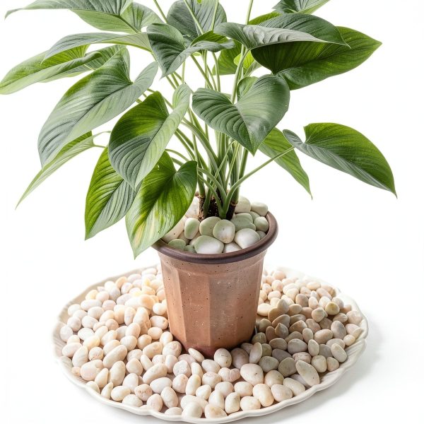 FANTIAN White Pebbles Landscaping Rocks Garden Decoration-4